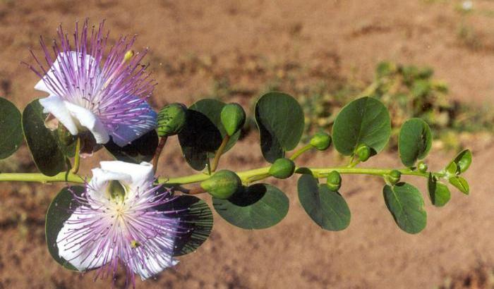 La quercetina dei capperi fa bene al cuore e al cervello